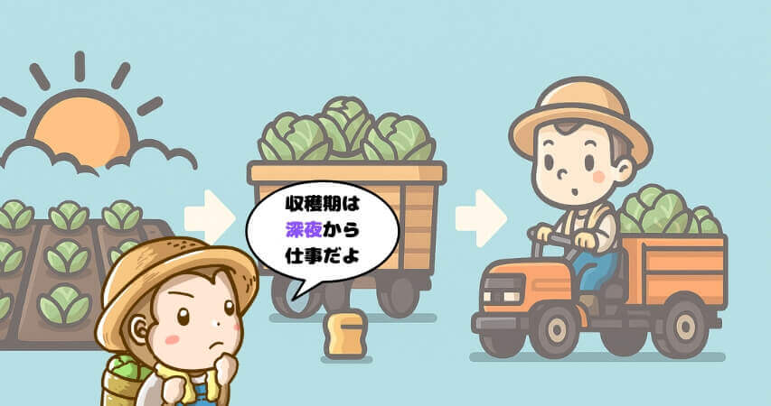 キャベツ農業　収穫期　タイムスケジュール