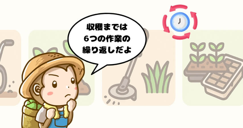 キャベツ農業　収穫前の仕事内容