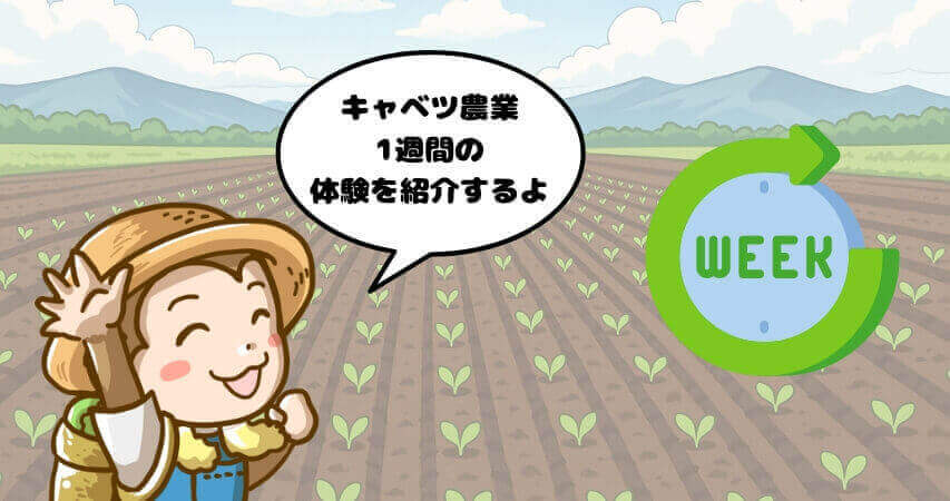 キャベツ農業　1週間　体験談