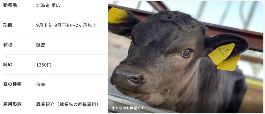 酪農業 求人 2ヶ月
