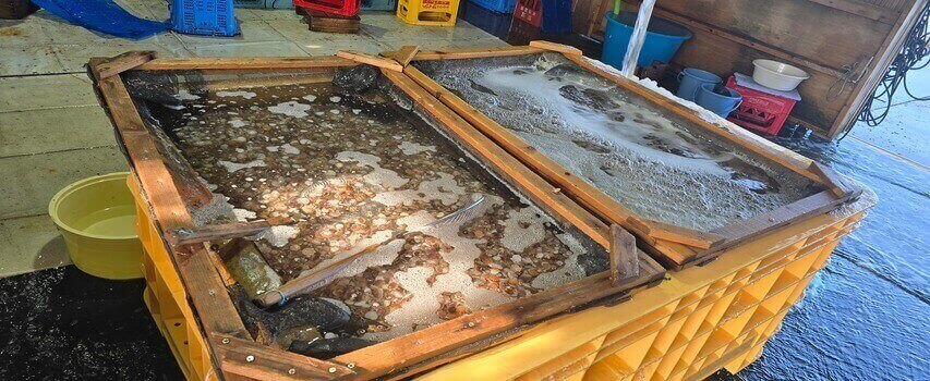 ホタテ漁業 貝を入れる水槽