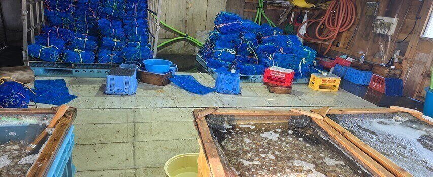 ホタテ 本分散 貝を配る